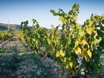 Jumilla (Murcia). Vino y gastronomía.